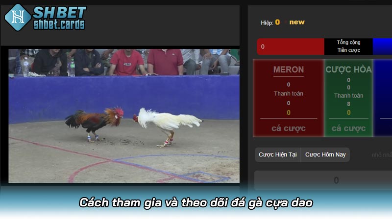 Cách tham gia và theo dõi đá gà cựa dao