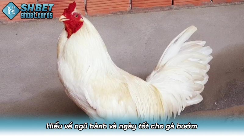Hiểu về ngũ hành và ngày tốt cho gà bướm