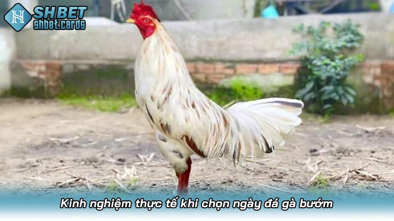 Kinh nghiệm thực tế khi chọn ngày đá gà bướm