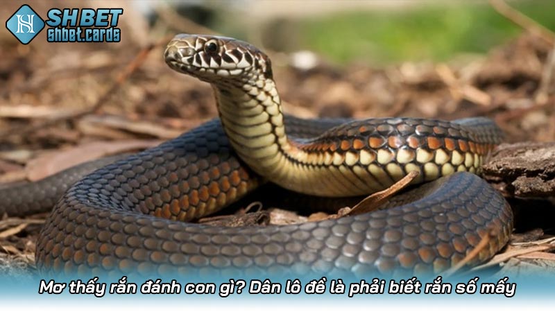 Mơ thấy rắn đánh con gì? Dân lô đề là phải biết rắn số mấy