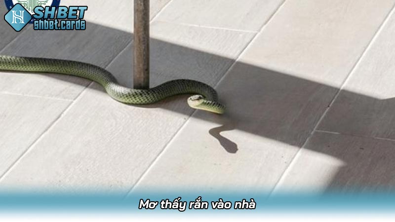 Mơ thấy rắn vào nhà