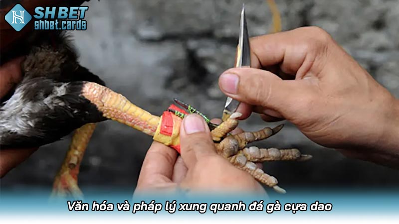 Văn hóa và pháp lý xung quanh đá gà cựa dao