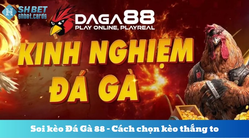 Soi kèo Đá Gà 88 – Cách chọn kèo thắng to